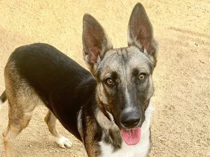 A young medium-sized female Black Mixed Breed dog named Samantha for adoption in Georgetown, TX