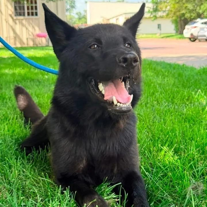 An adult large-sized male Black German Shepherd Dog dog named Kaiser for adoption in Pekin, IL