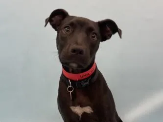 A baby large-sized female Terrier dog named Little Bit for adoption in Golden Valley, MN