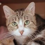 An adult medium-sized female Tabby (Buff / Tan / Fawn) Domestic Short Hair cat named Ruby for adoption in Hilliard, OH