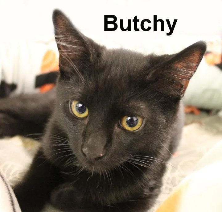 A baby medium-sized male Black Domestic Short Hair cat named Butchy Fuhr. for adoption in Stowe, PA