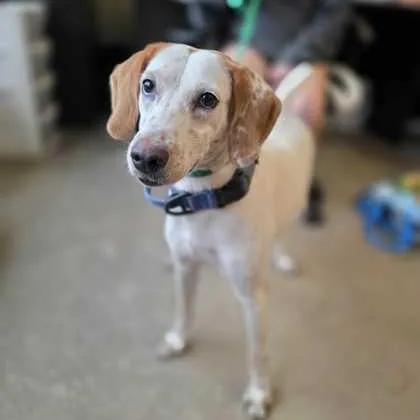 A young medium-sized female Hound dog named Fruit Loops for adoption in Fernandina Beach, FL