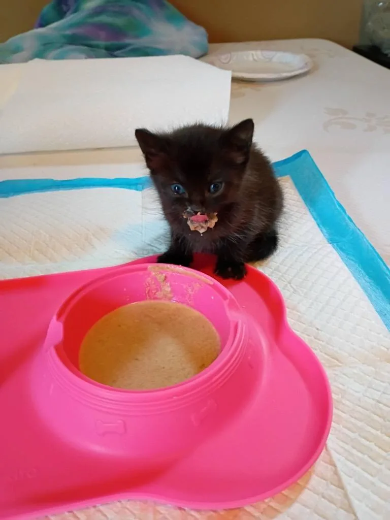A baby small-sized male Bombay cat named Zane for adoption in Lewisville, TX