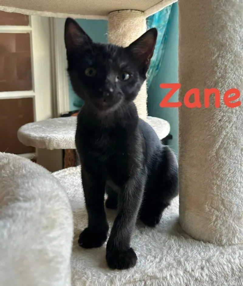 Zane thumbnail 4
