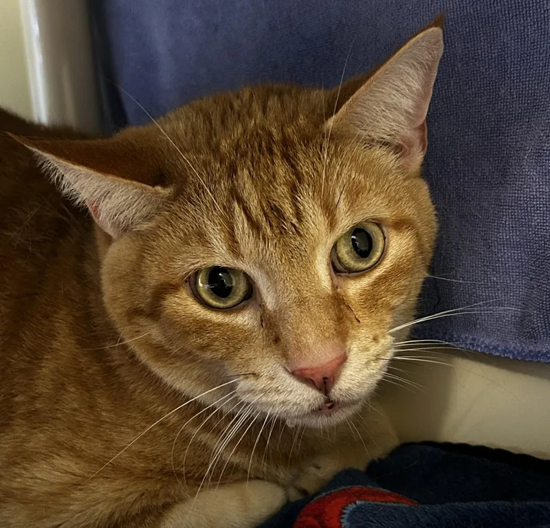 An adult extra large-sized male Tabby (Orange / Red) Domestic Short Hair cat named Cheddar Bob for adoption in Lansing, MI