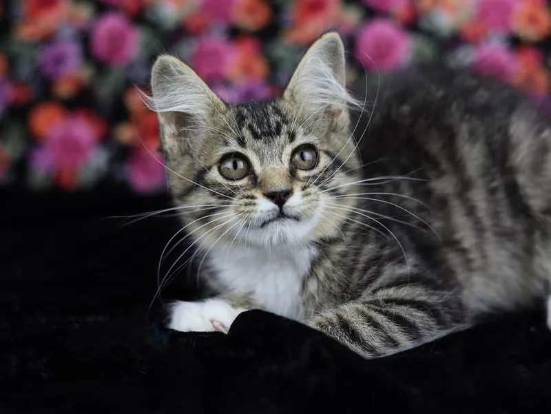 A baby small-sized male Domestic Medium Hair cat named Remington for adoption in Lewisburg, TN