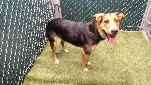 A young medium-sized female German Shepherd Dog dog named Nami for adoption in Downey, CA