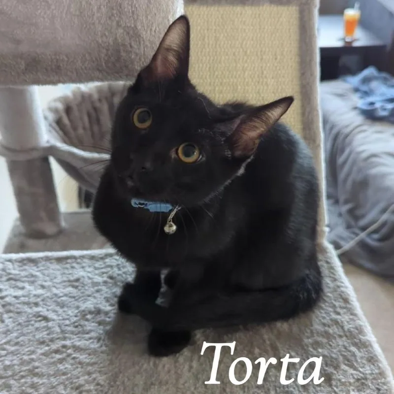 A baby medium-sized male Black Domestic Short Hair cat named Torta for adoption in Prosper, TX