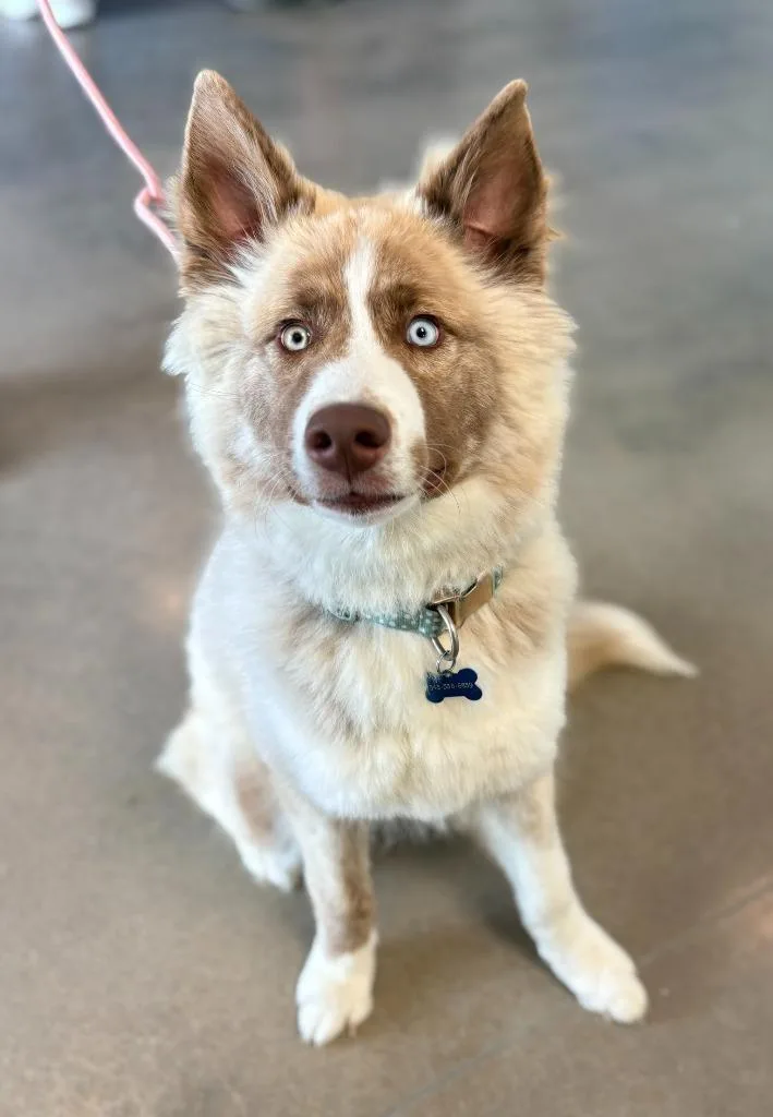 A baby medium-sized male Australian Shepherd dog named Dunkin for adoption in Hartsville, SC
