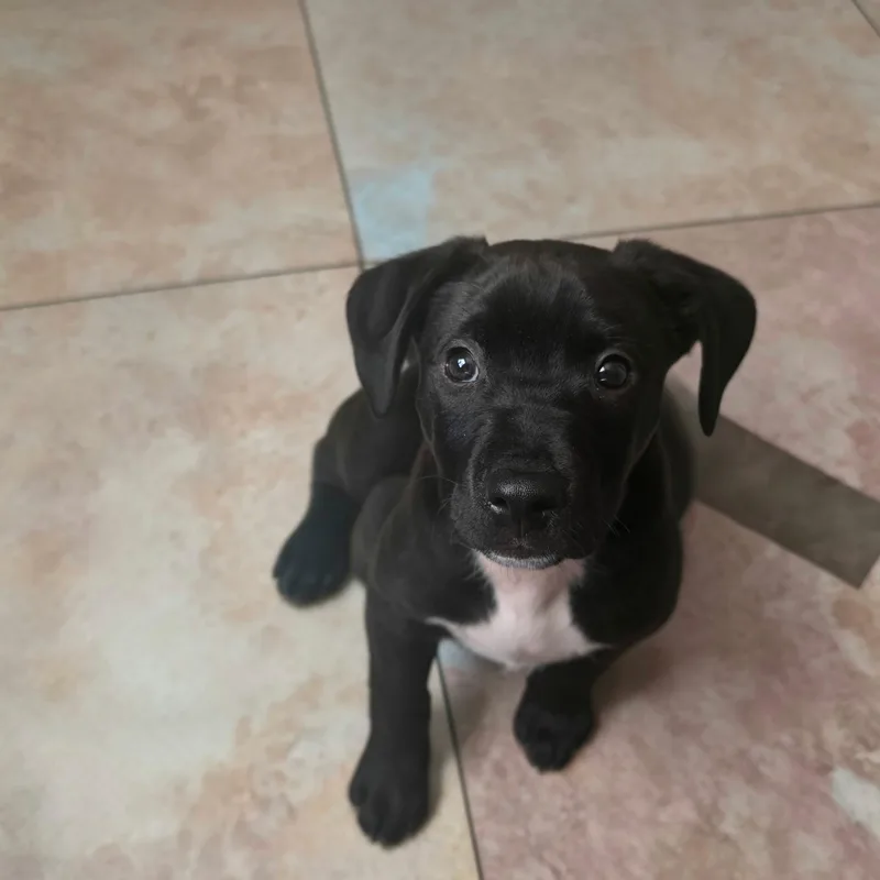 A baby medium-sized male Black Labrador Retriever dog named Oliver for adoption in Marina del Rey, CA