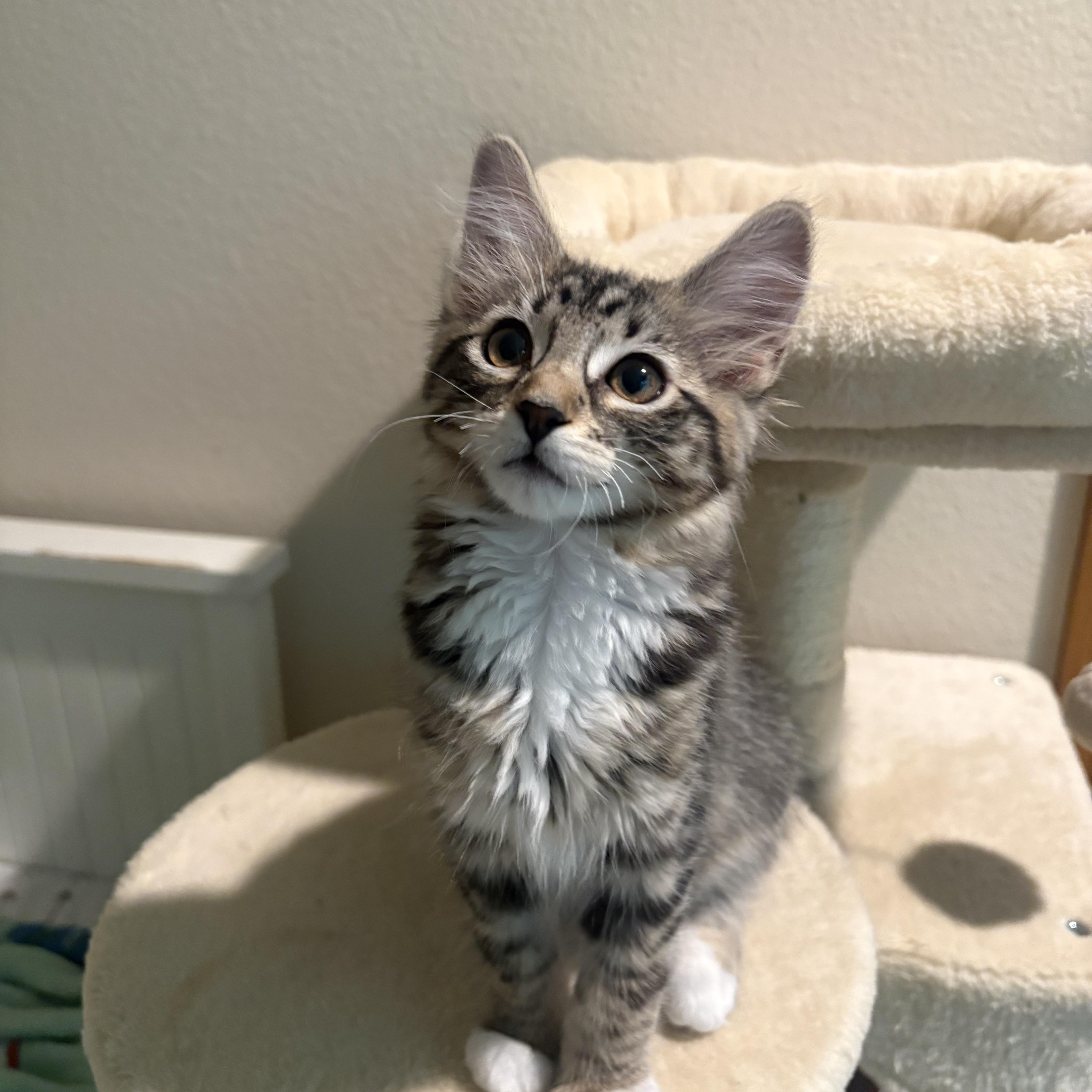 A baby medium-sized female Domestic Medium Hair cat named Maple for adoption in Woodinville, WA