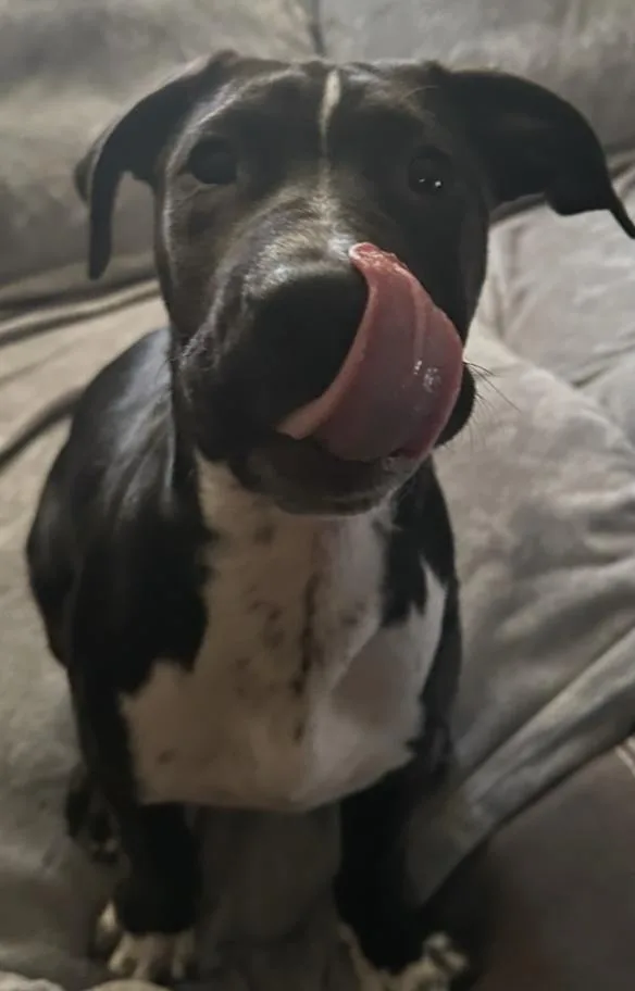 Gio The Great thumbnail 3