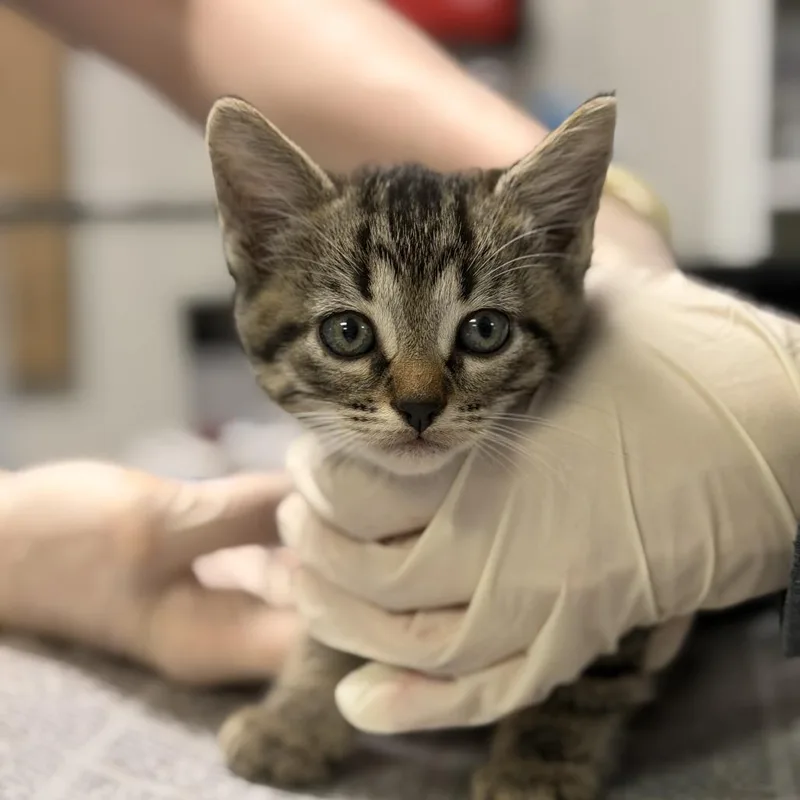 A baby small-sized male Brown / Chocolate Domestic Short Hair cat named Chili Powder for adoption in Houston, TX