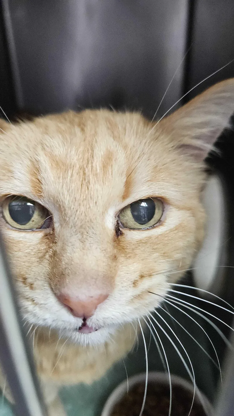 Honey Bear thumbnail 2