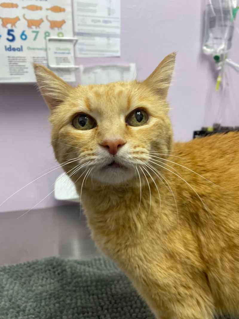 Honey Bear thumbnail 3