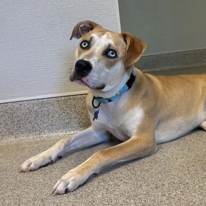 An adult medium-sized male Apricot / Beige Mixed Breed dog named Bluey for adoption in Lansing, MI