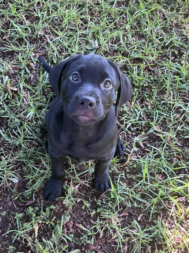 A baby medium-sized female Black Labrador Retriever dog named Gressly Bear for adoption in Pensacola, FL