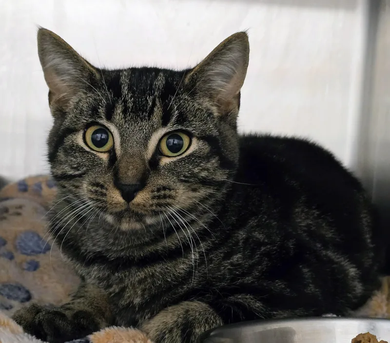 A young large-sized male Tabby (Brown / Chocolate) Domestic Short Hair cat named Kit Kat for adoption in Amityville, NY