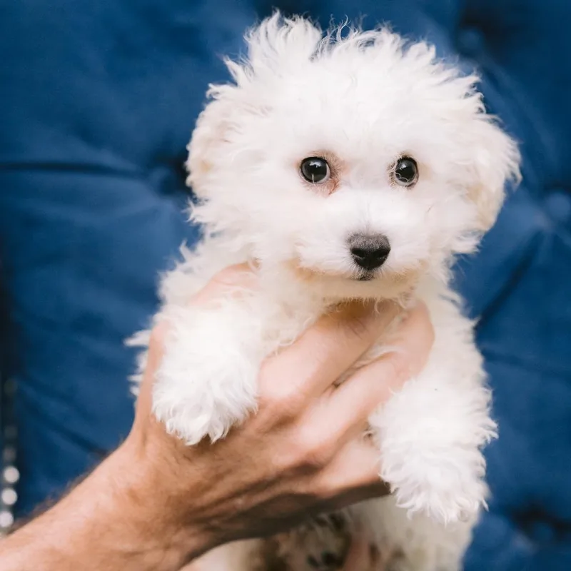 A baby small-sized male Bichon Frise dog named Macaroni for adoption in Zionsville, IN