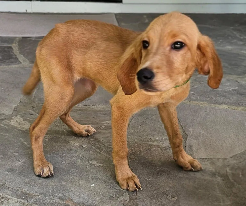 A baby medium-sized female Labrador Retriever dog named Puppy Addie for adoption in Franklin, TN