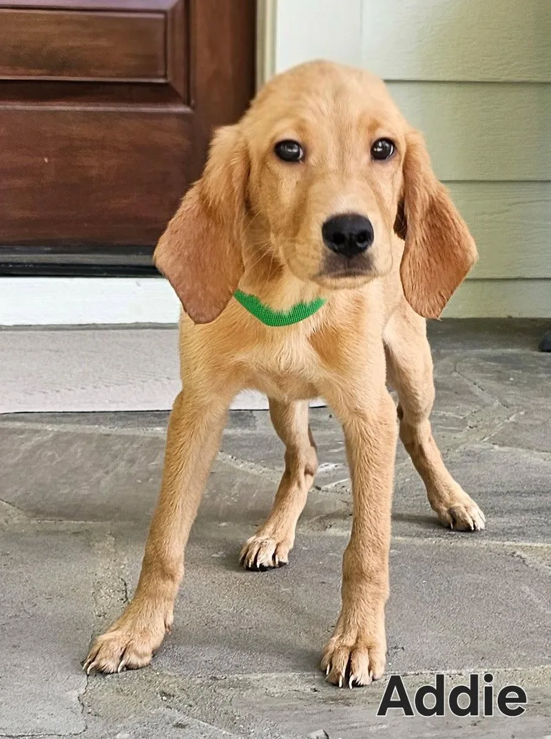 Puppy Addie thumbnail 2