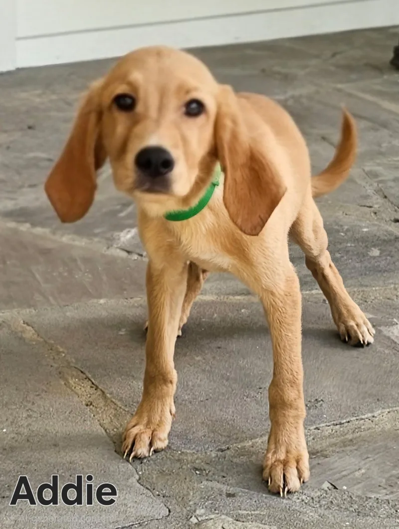 Puppy Addie thumbnail 3