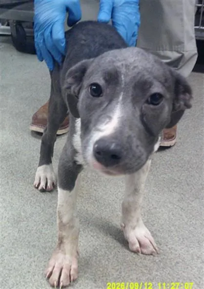A baby small-sized female Staffordshire Bull Terrier dog named Robin for adoption in Oklahoma City, OK
