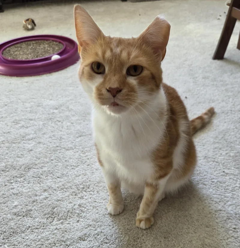 An adult medium-sized male Domestic Short Hair cat named Pumpkin for adoption in Mount Clemens, MI
