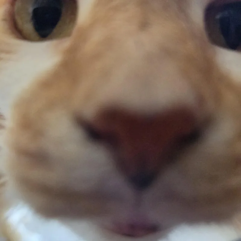Pumpkin thumbnail 3