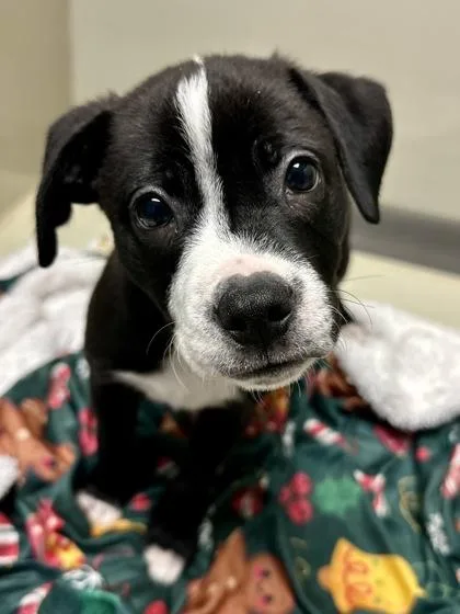 Duke