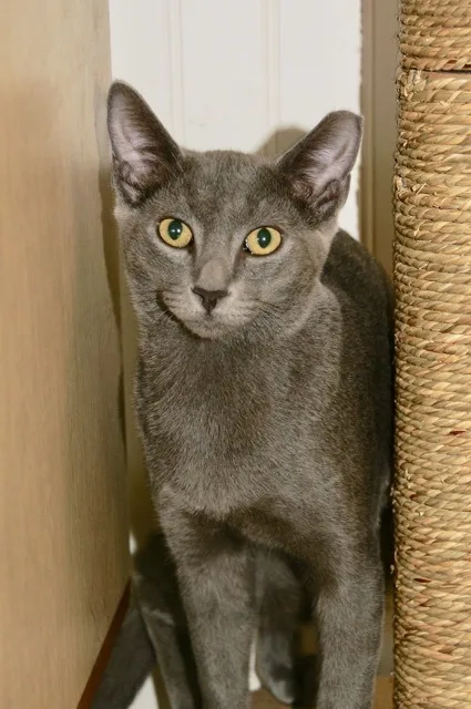 Butterscotch thumbnail 2