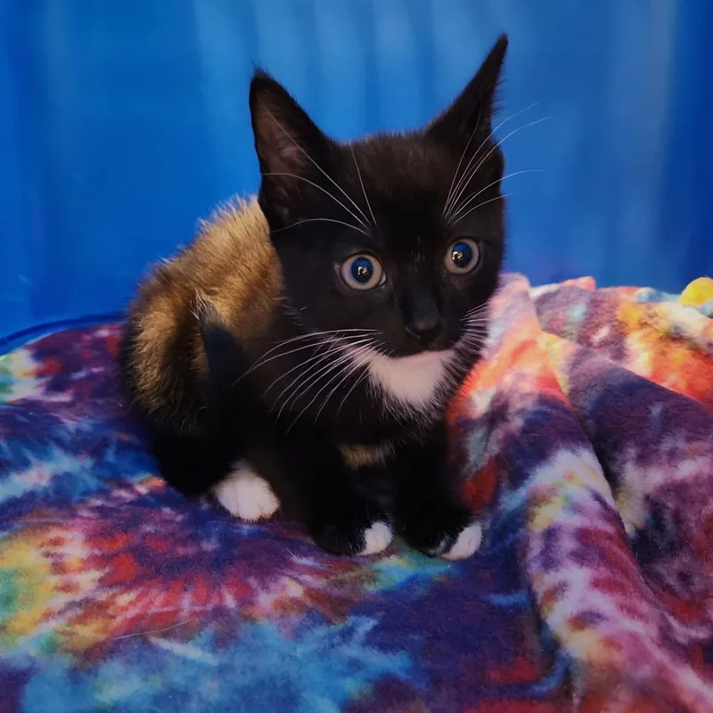 A baby small-sized male Black Domestic Short Hair cat named Tamlin for adoption in Naples, FL