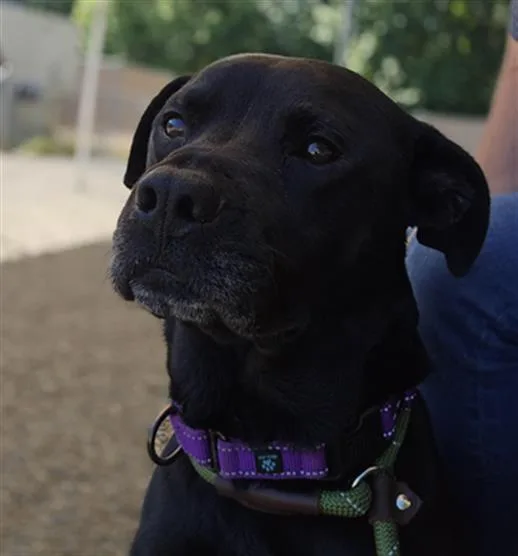 A young large-sized male Labrador Retriever dog named Black Jack for adoption in Lincolnton, NC