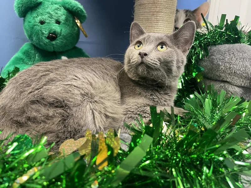 Catherina Tcc thumbnail 2