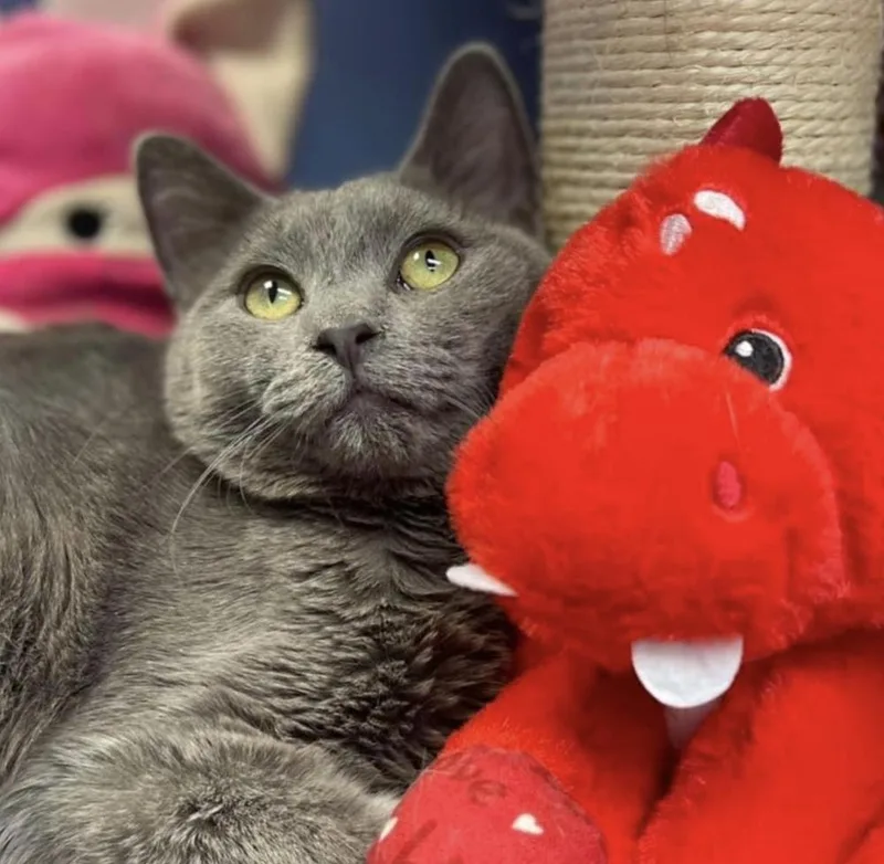 Catherina Tcc thumbnail 3