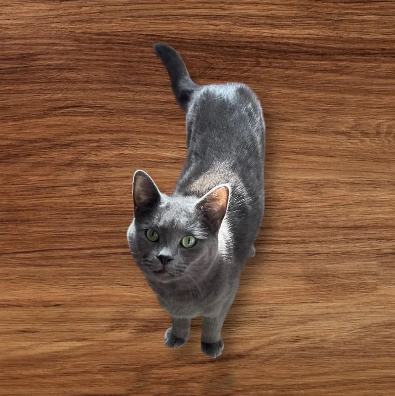 Catherina Tcc thumbnail 4