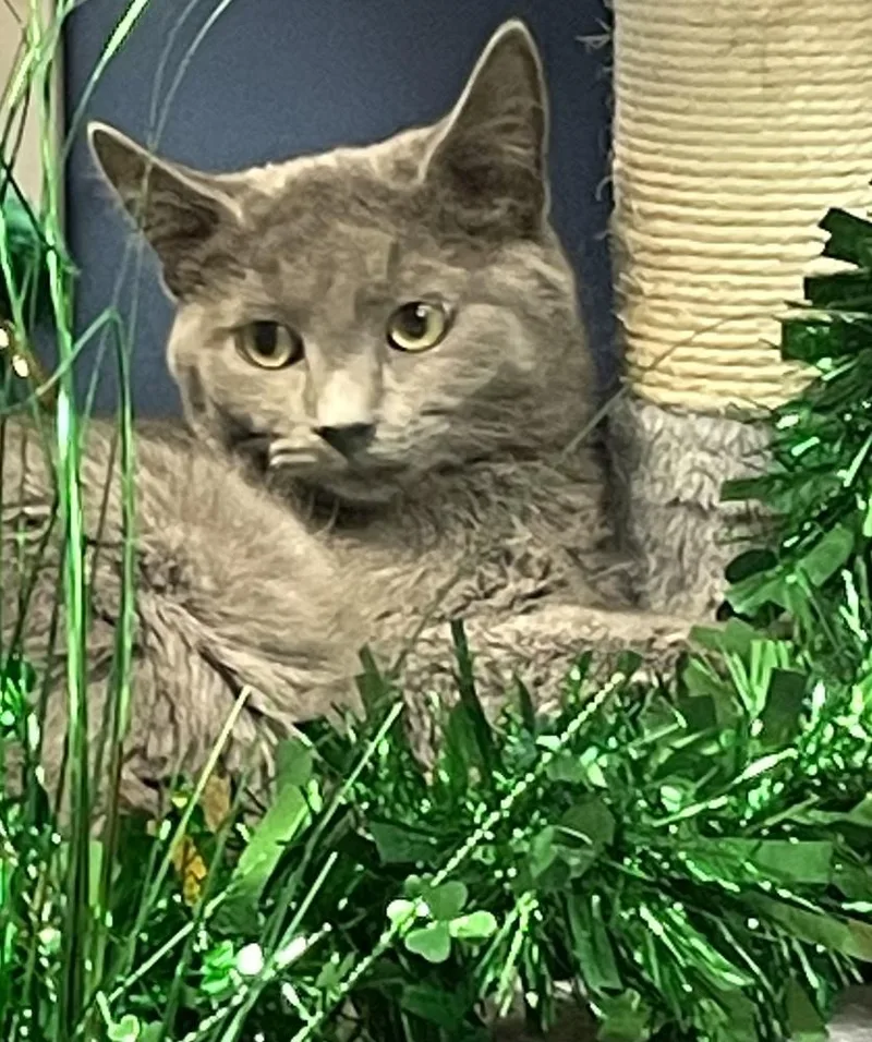 Catherina Tcc thumbnail 5