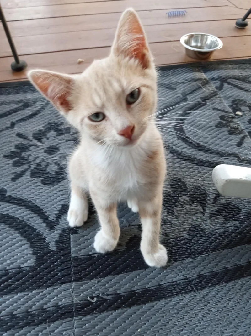 Oliver