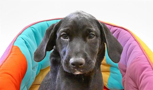 A baby medium-sized female Labrador Retriever dog named Bertha for adoption in Fort Lauderdale, FL