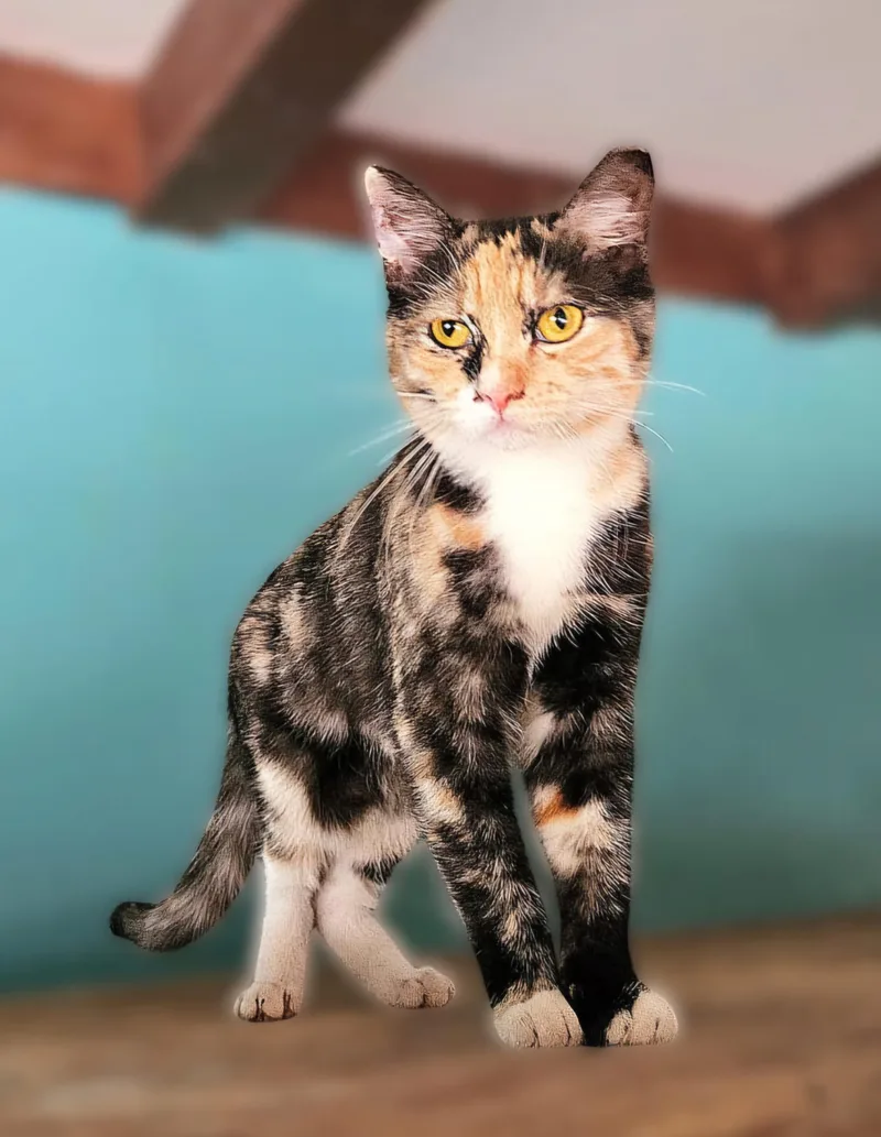 An adult medium-sized female Calico Domestic Short Hair cat named Betina for adoption in Scottsdale, AZ