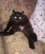 An adult small-sized male Domestic Short Hair cat named Chi Chi for adoption in West Chester, PA