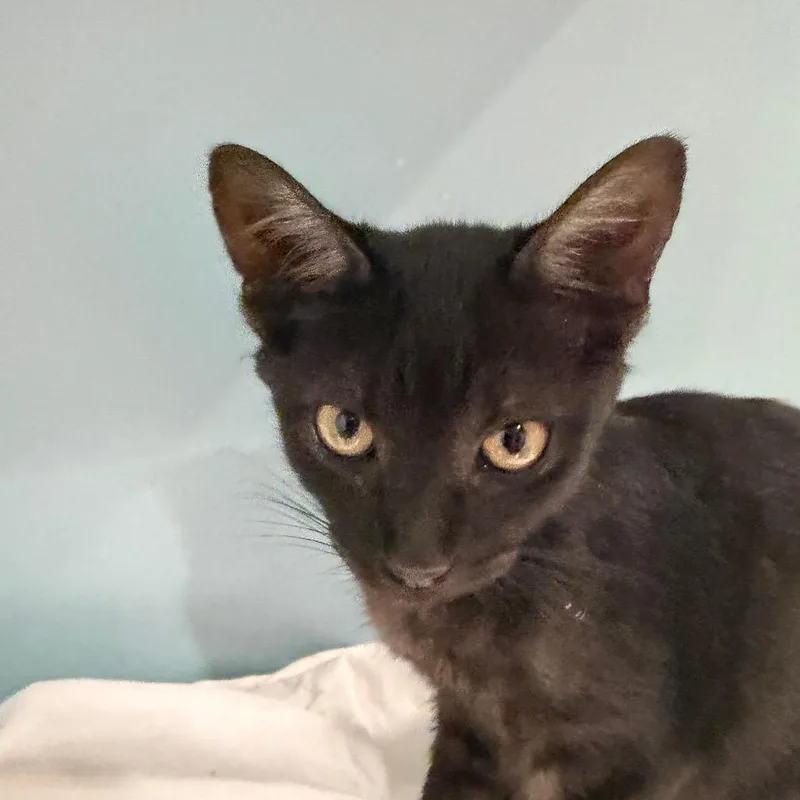 A baby small-sized male Black Domestic Short Hair cat named Wolverine for adoption in Chattanooga, TN