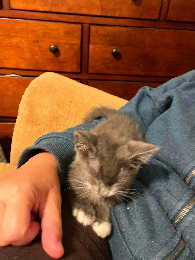 A baby medium-sized female Gray / Blue / Silver Domestic Short Hair cat named Cannelloni for adoption in Alpharetta, GA