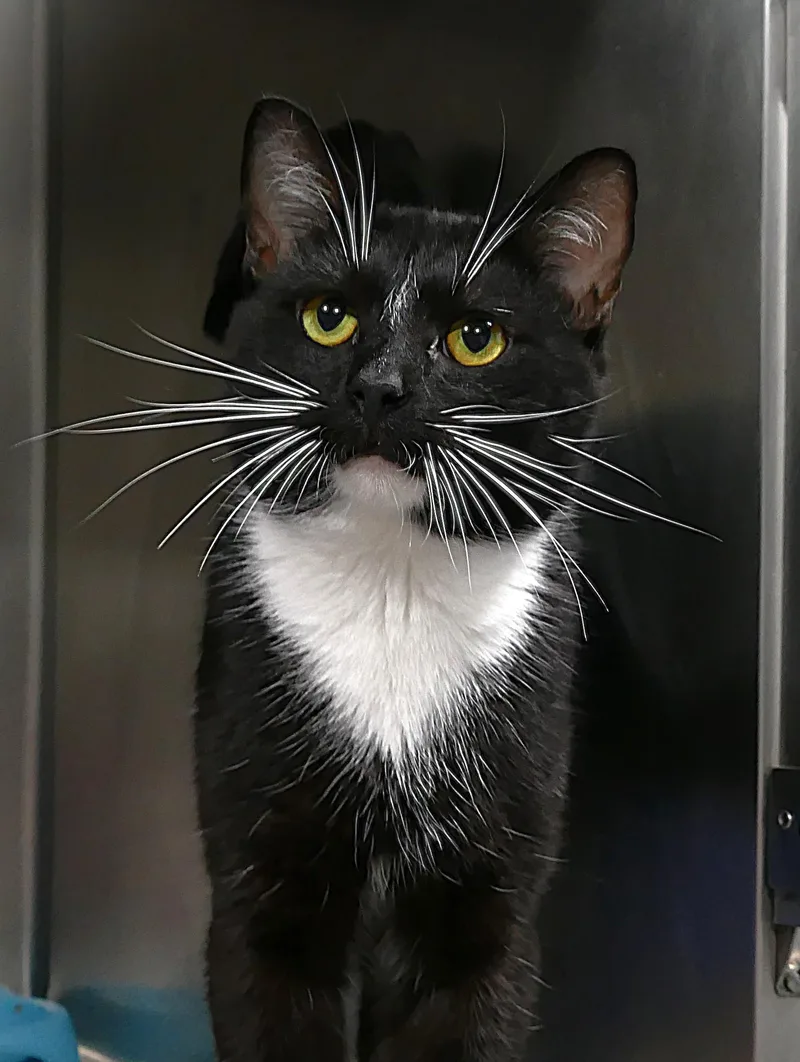 An adult medium-sized male Black & White / Tuxedo Domestic Short Hair cat named Minkus for adoption in Beechbottom, WV
