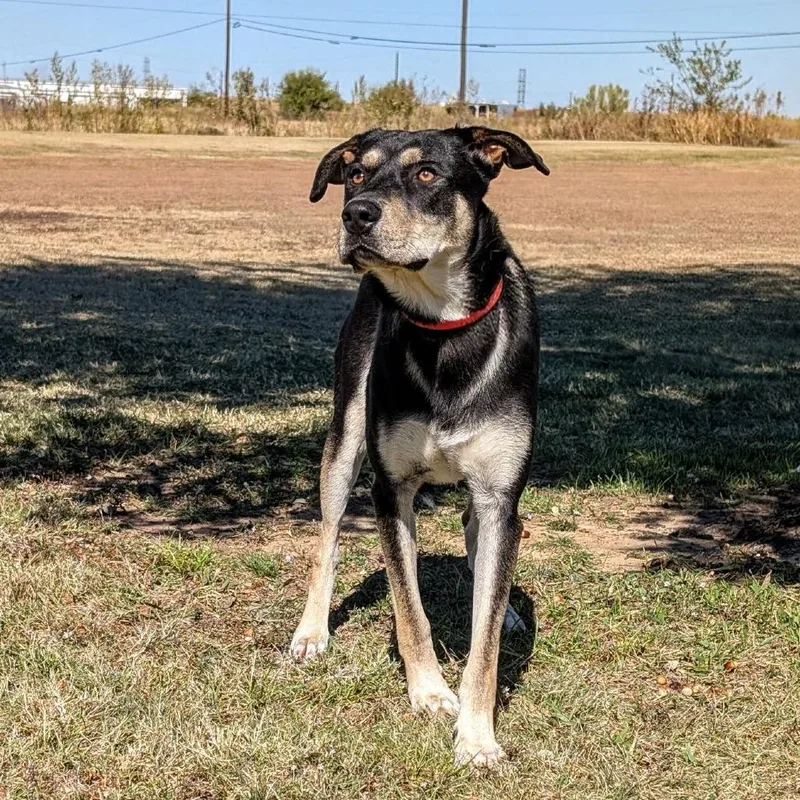 A young medium-sized male Black Shepherd dog named Tweedle Dee for adoption in Austin, TX