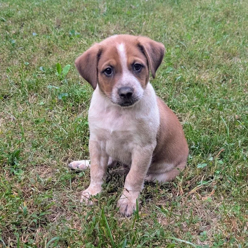 A baby medium-sized male Cattle Dog dog named Macee Pup  Tybalt for adoption in Fairfax, VA