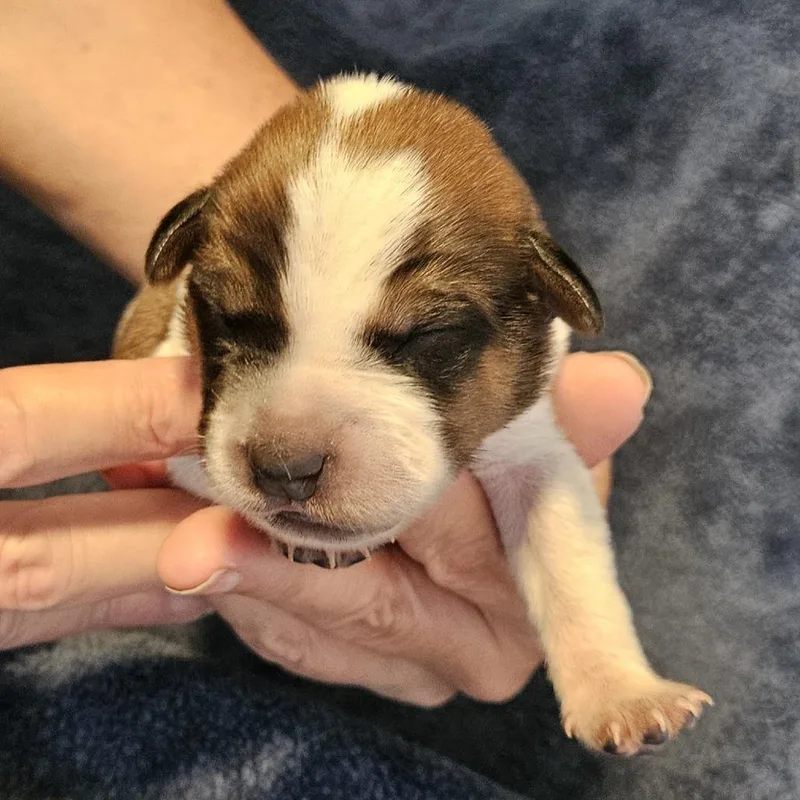 Macee Pup  Tybalt thumbnail 2