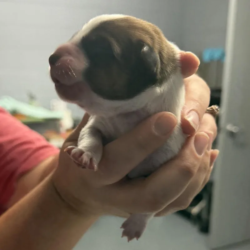 Macee Pup  Tybalt thumbnail 3