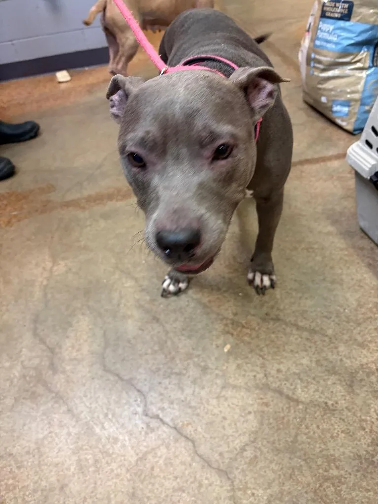 A young medium-sized female Pit Bull Terrier dog named Laura for adoption in Brownwood, TX