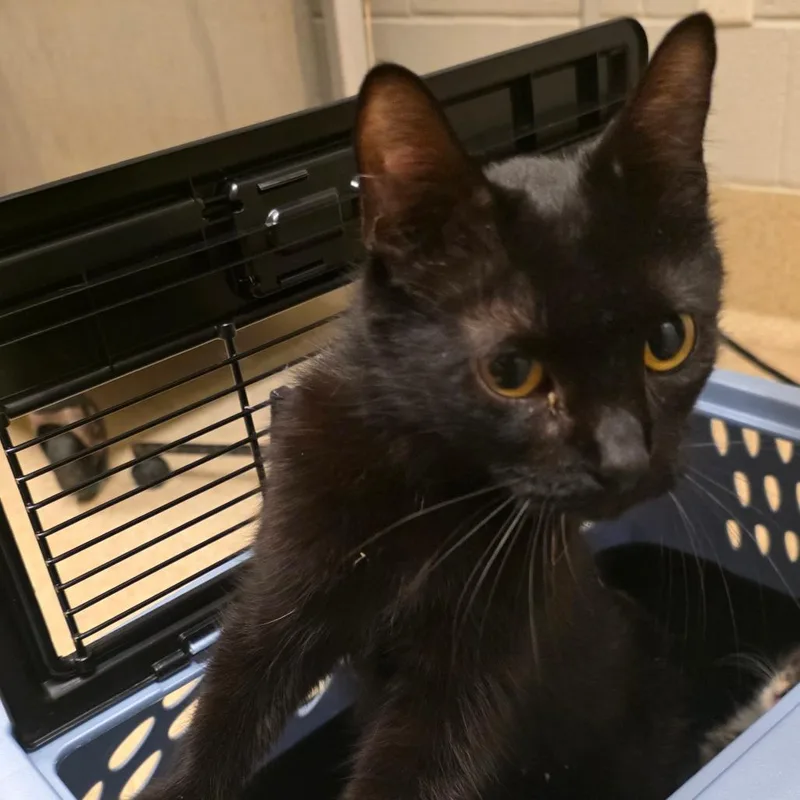 An adult medium-sized female Black Domestic Short Hair cat named Brunch for adoption in South Elgin, IL